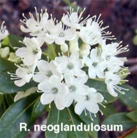 neoglandulosum