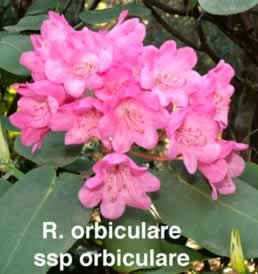 R orbiculare