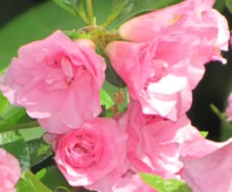 Rosebud