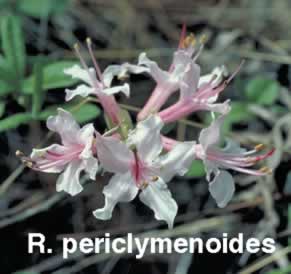 R periclymenoides