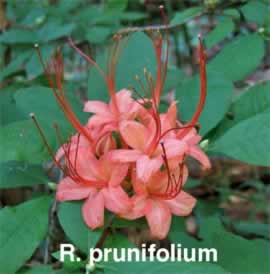R prunifolium
