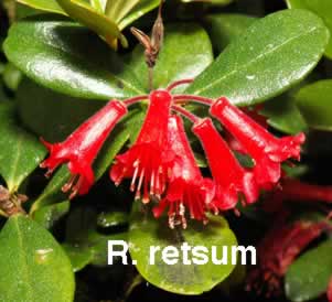 R retsum