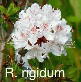 R rigidum