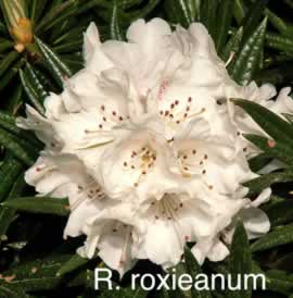 R roxieanum