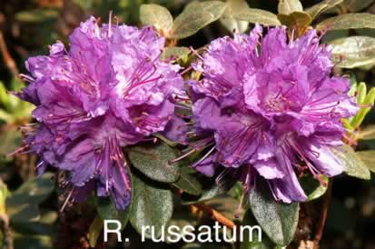 R russatum