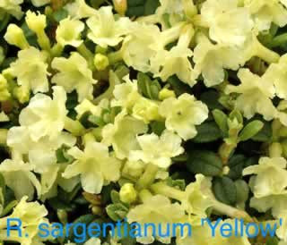 R sargentianum yellow