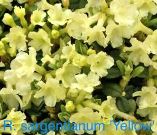 R sargentianum yellow