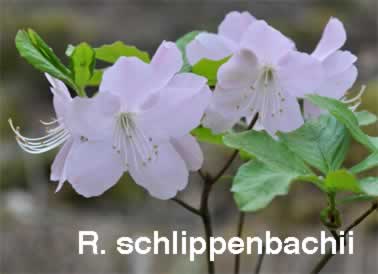 R. schlippenbachii