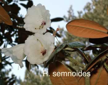 R semnoides