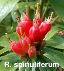 R spinuliferum