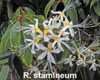 R stamineum