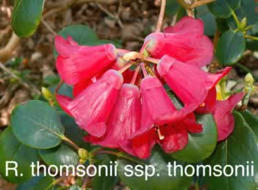 R thomsonii