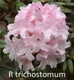 R trichostomum