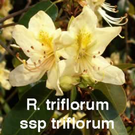 R triflorum