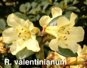 R valentinianum