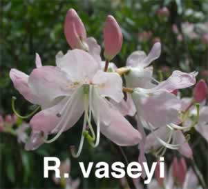 R vaseyi