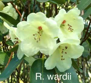 R wardii