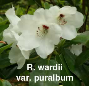 R wardiipuralbum