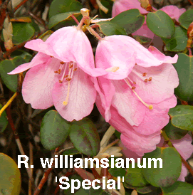 R williamsianum Special