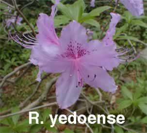 R yedoense