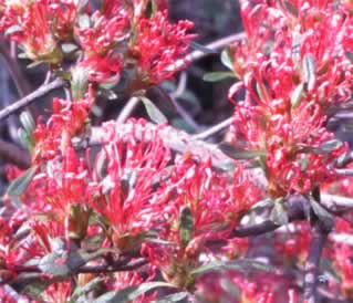 Semperflorens