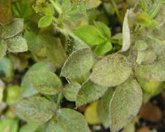 Spider Mites