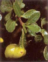 leaf gall