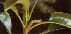 azalea caterpillar