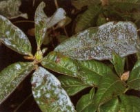 powdery mildew