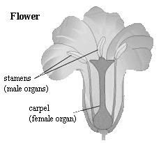 flower