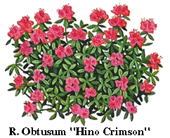 Rhody