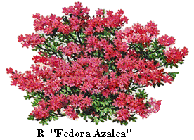 Rhody