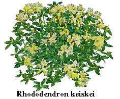 Rhody