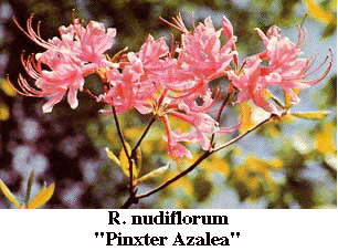 Rhody