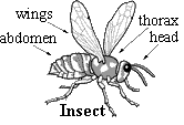 insect