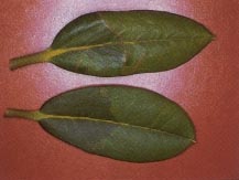 leaf miners