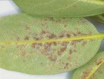 powdery mildew