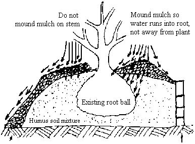 raised beds