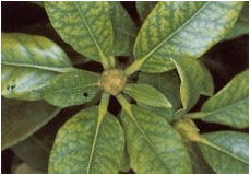 chlorotic